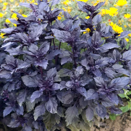 Vista 7 de Outsidepride Semillas de albahaca de ópalo oscuro, 1000 piezas anuales de semillas de hierba de albahaca morada, sin OMG, ideales para jardines