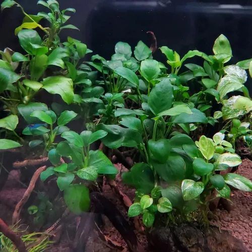 Vista 5 de Mainam 3 Diferentes Plantas Tropicales de Agua Dulce para Acuario: Anubias Nana, Helecho de Java, Windelov y Musgo de Java. Decoraciones Vivas