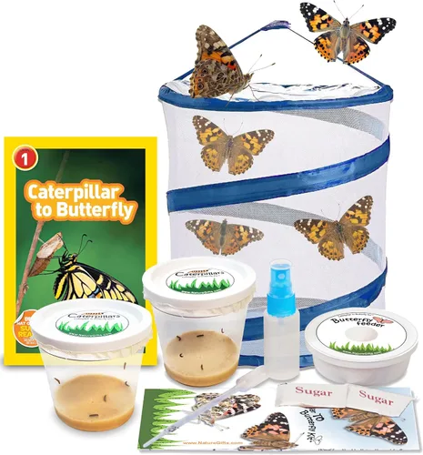 Vista 7 de Kit de mariposas vivas, 5 mariposas Dama pintada, jaula desplegable