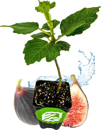 Vista 12 de Planta enana de higo Fignomenal viva - Ficus carica - Planta en maceta inicial de Wellspring Gardens para decoración del hogar interior y exterior