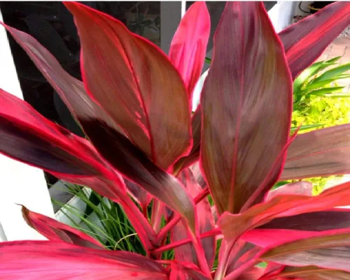 Vista 5 de Troncos de plantas de hojas de Ti rojas hawaianas, plantas tropicales vivas para interiores y exteriores, 2 troncos de corte de cordyline fruticosa