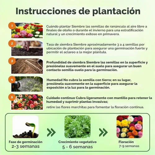 Vista 5 de Outsidepride 20 semillas anuales de ranúnculo persa ranúnculo macé flor semilla mezcla para plantar Mezcla de Mache