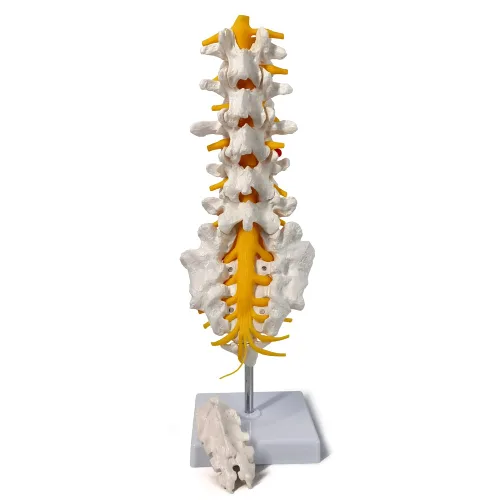 Vista 5 de EVOTECH SCIENTIFIC Modelo de anatomía de columna lumbar con sacro y nervios espinales, réplica didáctica de sección lumbosacra con nervios y una