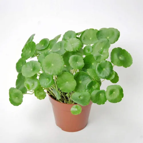 Vista 6 de 500 semillas orgánicas prémium de Centella Asiática, Rau Ma, Pennywort, Gotu Kola, semillas de Kodavan - Semillas de hierbas comestibles