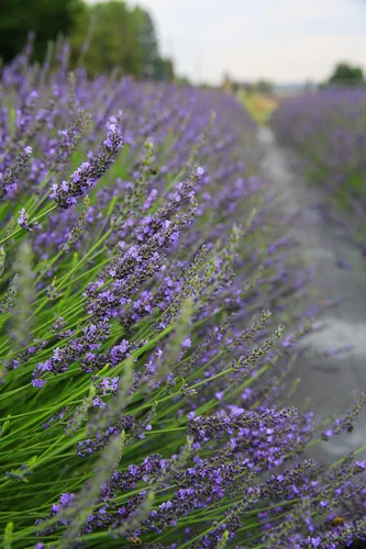 Vista 5 de Victoria's Lavender Aerosol corporal de aromaterapia, niebla hidratante para mujeres, infundido con aloe vera y aceite esencial de lavanda, 4 onzas