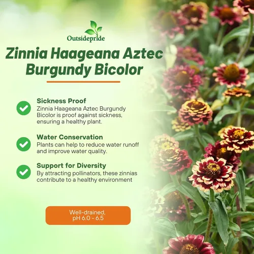 Vista 3 de Outsidepride - Zinnia Haageana, 50 semillas anuales, Aztec Burgundy Bicolor, flores bicolor para plantar, burdeos