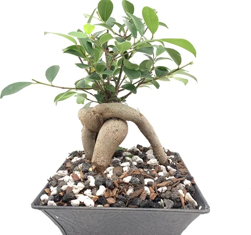 Vista 5 de Roca de lava negra Bolsa de 2 cuartos Tamaño de partícula de 1/4 pulgadas Agregado de suelo para bonsái, cactus, suculentas, acuarios y más