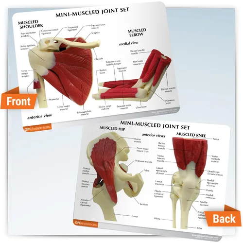 Vista 8 de Humano Mini Muscled Joint Anatomical Model Set #1900 Human Body and Anatomy Replica for Physiology Education, Anatomical Model for Doctor's