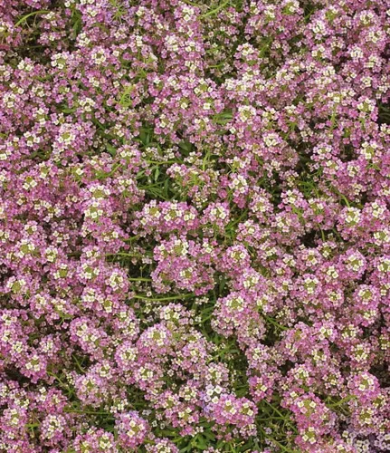 Vista 3 de 1000 semillas dulces de Alyssum Lobularia Maritima rosa enana (cubierta del suelo)