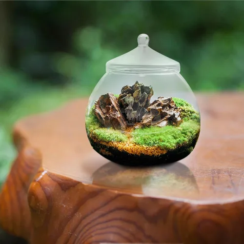 Vista 9 de Angoily Terrario de vidrio, tarros grandes transparentes con tapa, florero de terrario para plantas