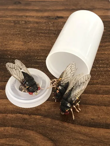 Vista 2 de SythFly Cicada - Paquete múltiple de moscas de pesca