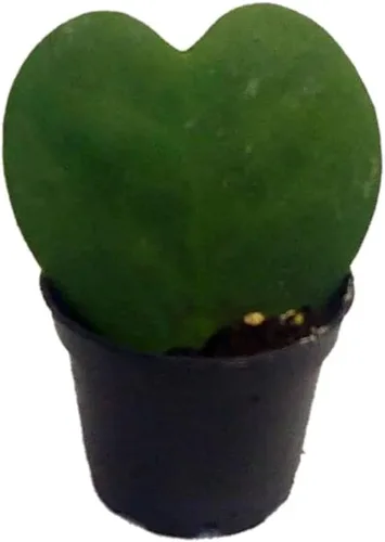 Vista 6 de Josh's Frogs Hoya - Planta de cera (flor de cera común)