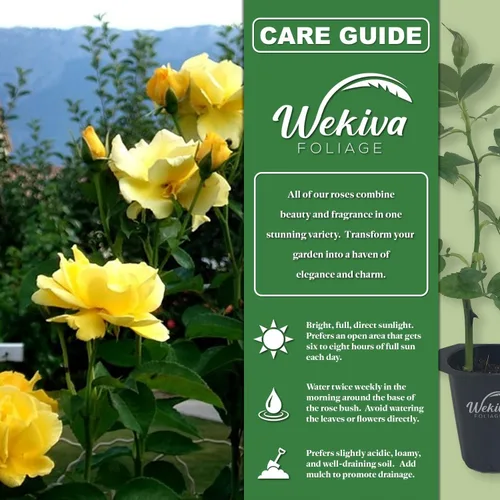 Vista 2 de Midas Touch Rose Bush - 4 plantas de inicio vivas, rosa herencia bellamente fragante de Florida, una belleza versátil con una rica fragancia
