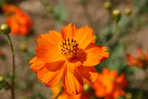 Vista 2 de Klondyke - Semillas de flores cosmos de azufre naranja para plantar, más de 100 semillas por paquete, semillas de jardín de Isla