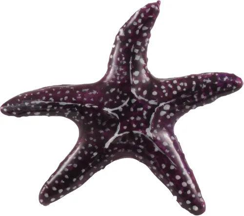 Vista 6 de Estrella de mar, Pez Estrella, Estrella de Mar, Playa, Océano, Estrellas quebradizas, Estrellas Canastas, Náutica, Solapa, Pines, Broche, Peltre