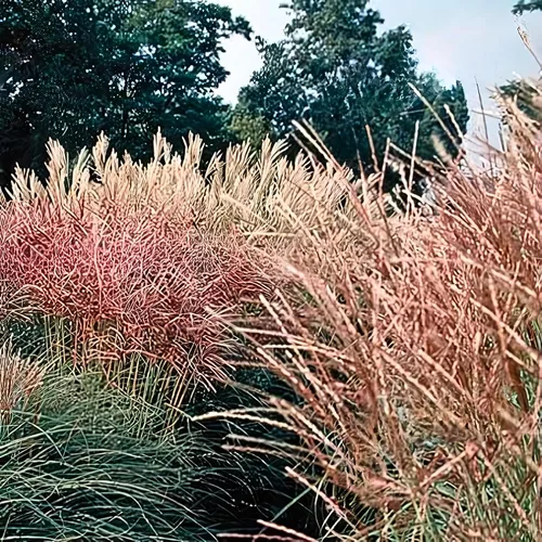 Vista 7 de Outsidepride - 250 semillas de la hierba ornamental perenne Miscanthus Sinensis Early Hybrids [Chinese Silver Grass] para sembrar