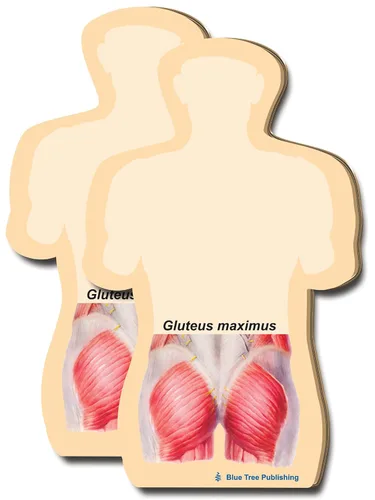 Vista 8 de Notas Adhesivas de Anatomía