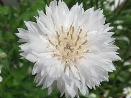 Vista 2 de Botón de soltero, semillas blancas altas, 100 semillas, hermosas flores de color blanco.