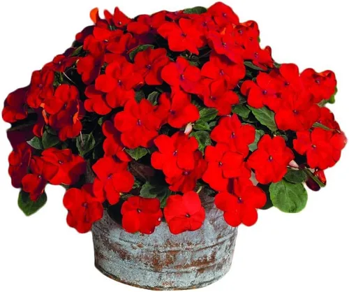 Vista 2 de Park Seed Solarscape XL Pink Jewel Hybrid Impatiens Semillas – Paquete de 10 semillas, ganador nacional AAS 2024, flores rosas vibrantes