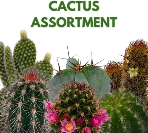 Vista 2 de BubbleBlooms Surtido de cactus, juego de 3 de 4 pulgadas, variedad de cactus más popular