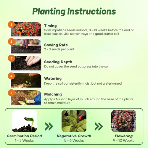 Vista 4 de Outsidepride 1000 Semillas Impatiens Baby Orange Shade Garden Flower Seeds para plantar