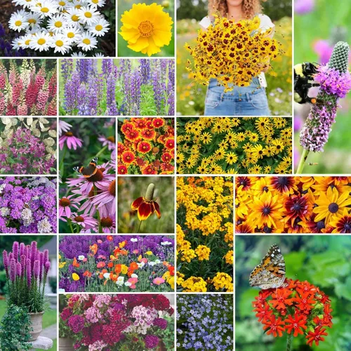 Vista 5 de Eden Brothers Todas las semillas anuales mixtas de flores silvestres para plantar, 1 onza, semillas con girasol, manta india, lino escarlata Atrae