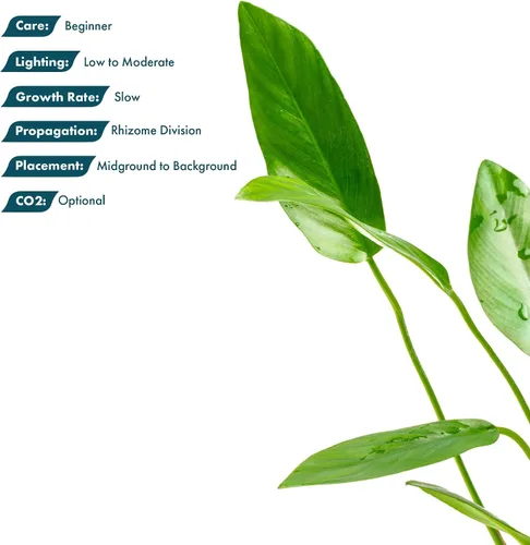 Vista 3 de SubstrateSource Plantas vivas – Anubias Hastifolia (Anubias hastifolia) – Luz baja a moderada, hojas en forma de flecha de color verde medio a