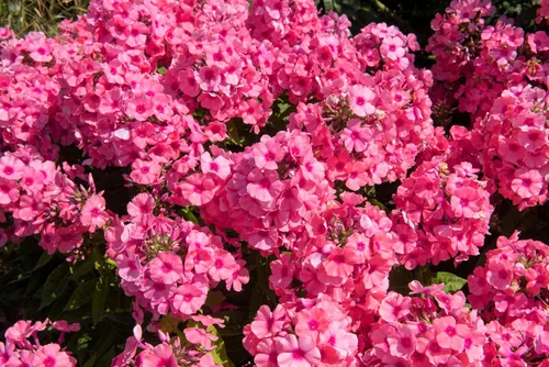 Vista 7 de 10 Tall Garden Phlox Paniculata Mixed Colors 'New Hybrids Mix' Flower Seeds