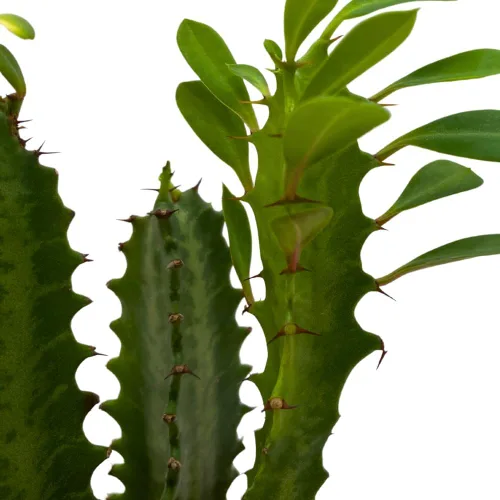 Vista 4 de BubbleBlooms Árbol de leche africano original, 4 pulgadas Euphorbia trigona verde