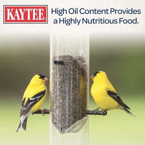 Vista 5 de Kaytee Nyjer - Semilla de comida para pájaros silvestres, 3 libras