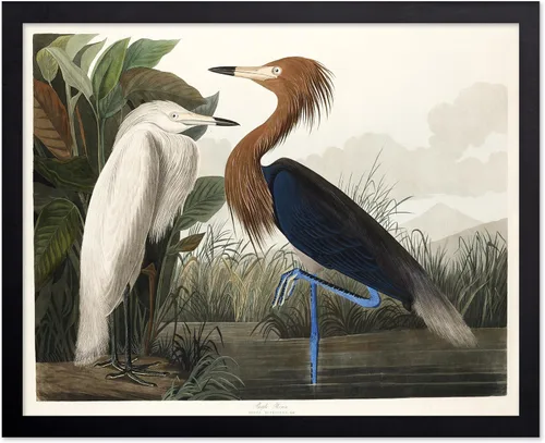 Vista 94 de Poster Master Póster vintage de James Audubon – Impresión retro de amargo americano – Arte de aves de América – Regalo para hombres, mujeres