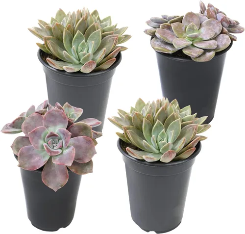 Vista 17 de Suculentas Echeveria de 1 cuarto de galón, 4 unidades, suculentas vivas recuerdos de fiesta en macetas suculentas, plantas suculentas vivas plantas