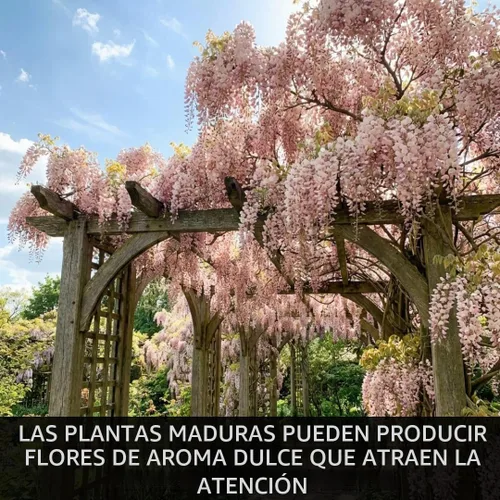 Vista 6 de 5 semillas de árbol bonsái de glicina rosa para plantar, Wisteria Floribunda, semillas de bonsái para plantar, semillas de árbol en flor, enredadera