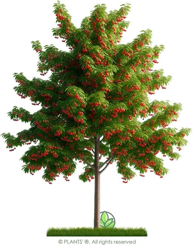 Vista 4 de Fire Cherry Tree Semillas Premium Prunus pensylvanica 'Fruit' Plants' (Premium Seeds, 5)