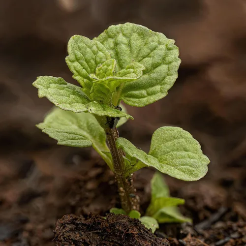 Vista 6 de Seed Needs - Paquete variado de 2 semillas de menta y hierbabuena