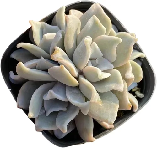Vista 4 de Echeveria Agavoides Blue Dragon – Planta suculenta viva – 3 pulgadas – Tolerante a la sequía, bajo mantenimiento, perfecta para decoración