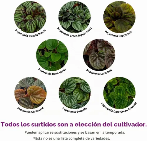 Vista 3 de BubbleBlooms Surtido de Peperomia, 6 peperomias diferentes en macetas de 2 pulgadas Grower's Choice