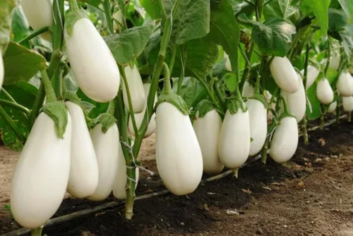 Vista 2 de Semillas Berenjena Blanca Berenjena Tailandesa Heirloom Vegetal No GMO para plantar
