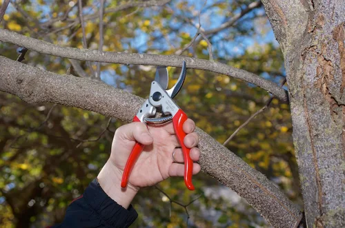 Vista 2 de Corona BP 6360 Forged Steel Aluminum Handles Angled Bypass Hand Pruner - 1 inch Cut Capacity Stem and Branch Garden Shears, Red (Pack of 6)