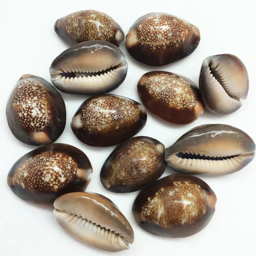 Vista 7 de PEPPERLONELY Purple Ring Cowrie Sea Shells, 8 OZ Aprox. 250+PC Shells, 1/2 pulgada