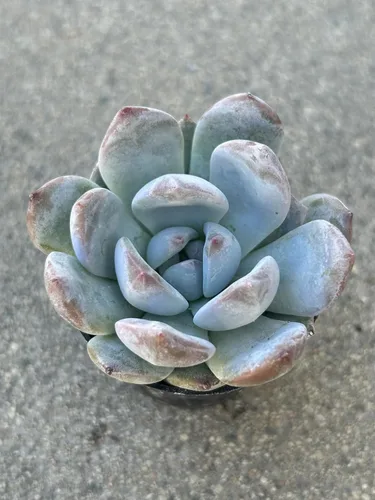 Vista 5 de Echeveria Orange Sherbet - Planta suculenta viva, maceta de 2 pulgadas, totalmente enraizada para decoración del hogar y la oficina o regalo