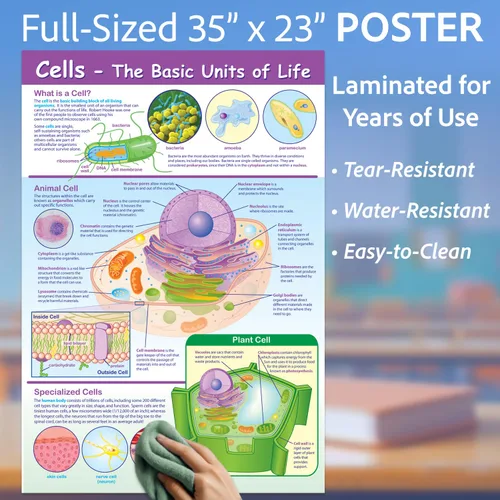 Vista 3 de NewPath Learning-34-6101 Póster de Células - Laminado, A Todo Color, 23" x 35