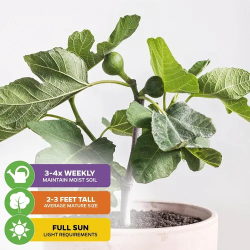 Vista 4 de Planta enana de higo Fignomenal viva - Ficus carica - Planta en maceta inicial de Wellspring Gardens para decoración del hogar interior y exterior