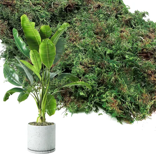 Vista 7 de Musgo verde natural de 10 onzas para plantas de interior, musgo real de bosque seco para manualidades, jardines de hadas artificiales, mosswall