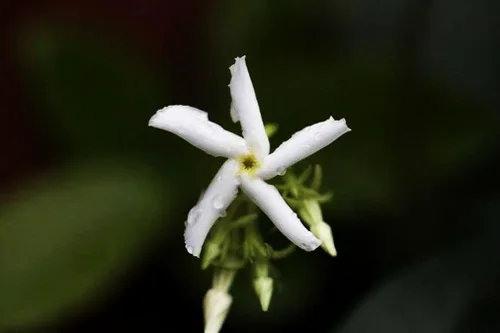 Vista 5 de Flor de jazmín perfumada rara fácil de cultivar 0.18 oz Semillas