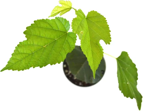 Vista 3 de Planta de mora enana, de producción continua. (Morus Nigra) Fruta Dulce. Bote de 4 pulgadas.