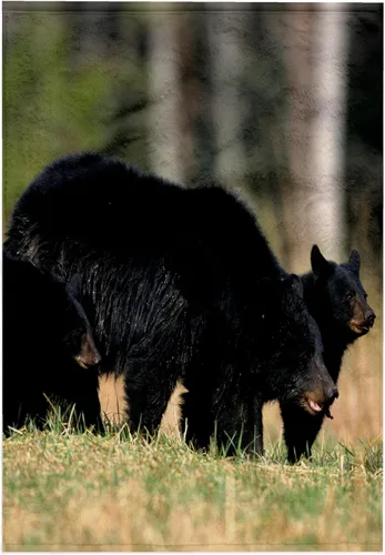 Vista 8 de 3dRose Black Bear Female with Two Cubs, Great Smoky Mountains National Park 22x30 Bath Hand Pool Towel