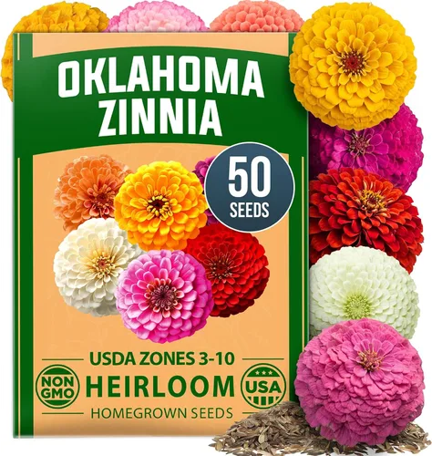 Vista 63 de HOME GROWN Bachelor Button Tall Mix 700+ Semillas de flores Centaurea