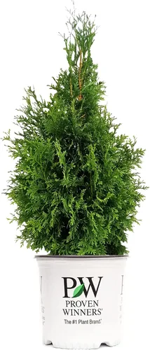 Vista 8 de Planta viva de Green Promise Farms - Thuja occidentalis, Fire Chief Globe Arborvitae #2 Contenedor de tamaño de galón Evergreen