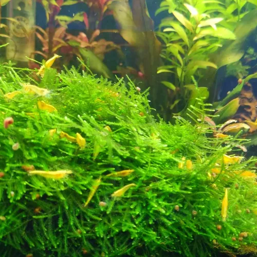 Vista 2 de Mainam 3 Diferentes Plantas Tropicales de Agua Dulce para Acuario: Anubias Nana, Helecho de Java, Windelov y Musgo de Java. Decoraciones Vivas